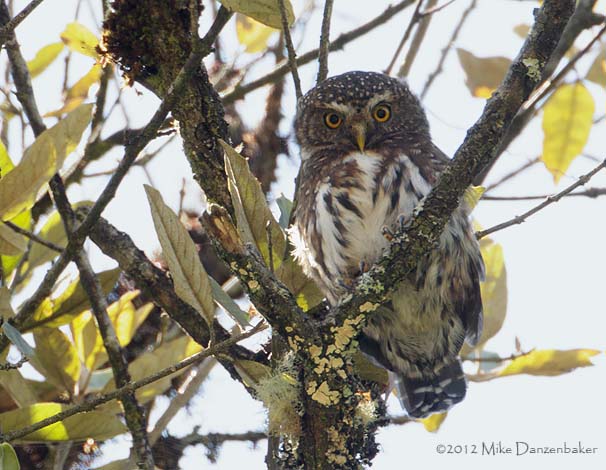 Andean Pygmy-Owl (Glaucidium jardinii) photo