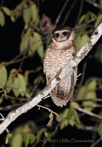 Band-bellied Owl (Pulsatrix melanota) photo