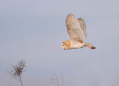 Barn Owl (Tyto alba) photo