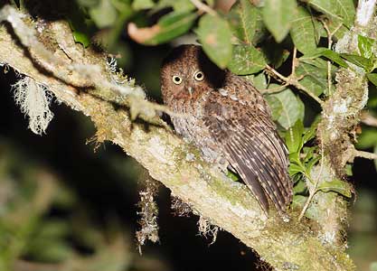Bare-shanked Screech-Owl (Otus clarkii) photo