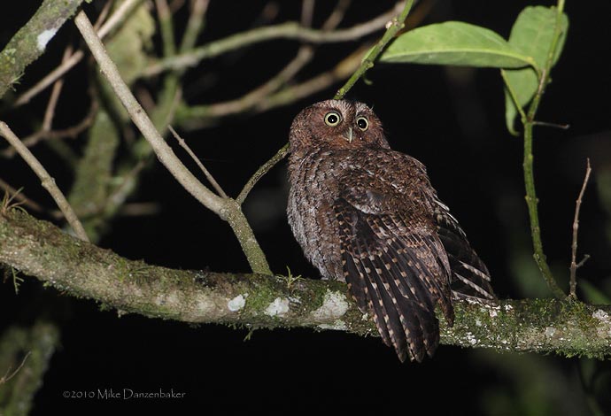 Bare-shanked Screech-Owl (Otus clarkii) photo