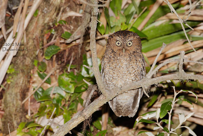 Bare-shanked Screech Owl (Megascops clarkii) photo