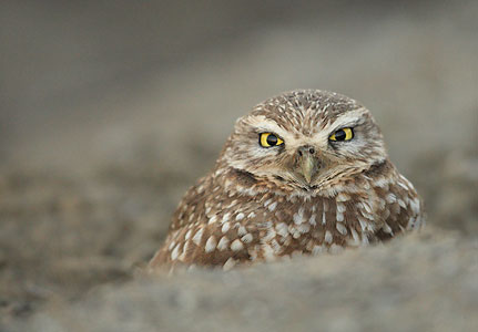 Burrowing Owl (Athene cunicularia) photo