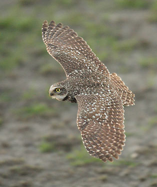 Burrowing Owl (Athene cunicularia) photo