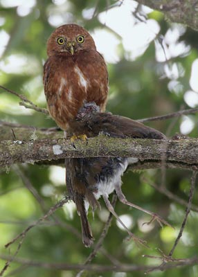 Costa Rican Pygmy-Owl (Glaucidium costaricanum) photo