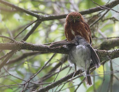 Costa Rican Pygmy-Owl (Glaucidium costaricanum) photo
