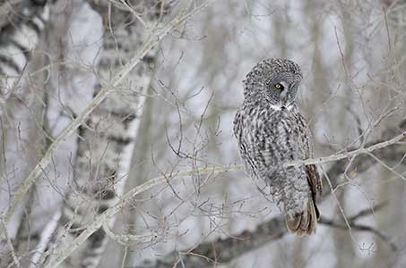 Great Gray Owl (Strix nebulosa) photo