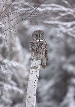 Great Gray Owl (Strix nebulosa) photo