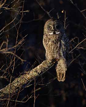 Great Gray Owl (Strix nebulosa) photo