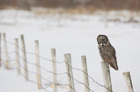 Great Gray Owl (Strix nebulosa) photo