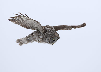 Great Gray Owl (Strix nebulosa) photo