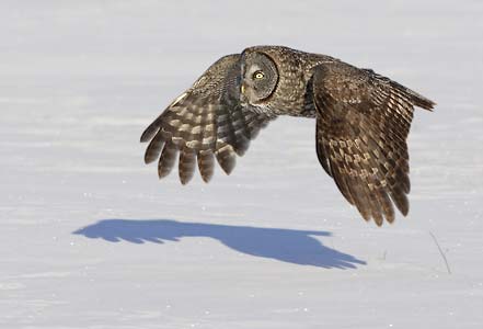 Great Gray Owl (Strix nebulosa) photo