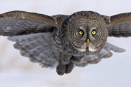 Great Gray Owl (Strix nebulosa) photo