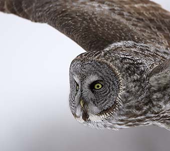 Great Gray Owl (Strix nebulosa) photo