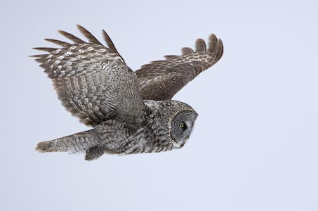 Great Gray Owl (Strix nebulosa) photo