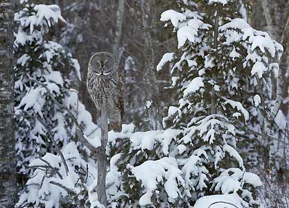 Great Gray Owl (Strix nebulosa) photo