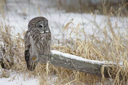 Great Gray Owl (Strix nebulosa) photo