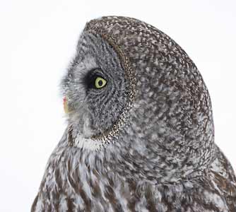 Great Gray Owl (Strix nebulosa) photo
