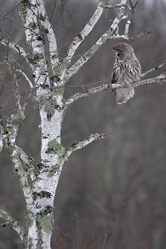 Great Gray Owl (Strix nebulosa) photo