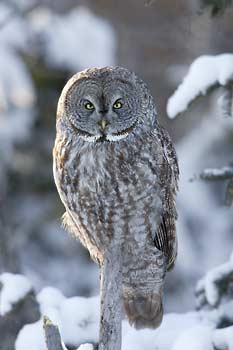 Great Gray Owl (Strix nebulosa) photo