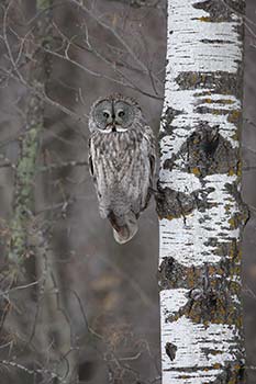 Great Gray Owl (Strix nebulosa) photo