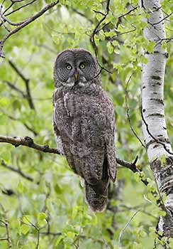Great Gray Owl (Strix nebulosa) photo