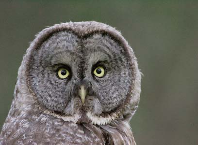 Great Gray Owl (Strix nebulosa) photo
