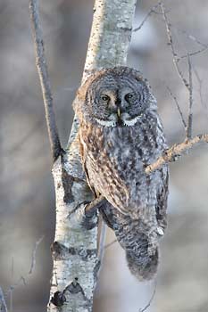 Great Gray Owl (Strix nebulosa) photo