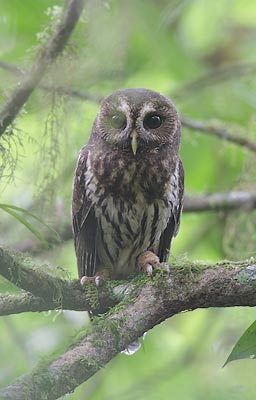 Mottled Owl (Strix virgata) photo