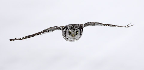 Northern Hawk Owl (Surnia ulula) photo