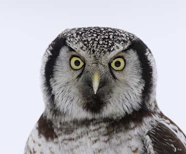 Northern Hawk Owl (Surnia ulula) photo