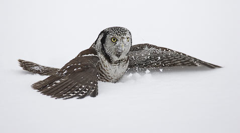 Northern Hawk Owl (Surnia ulula) photo