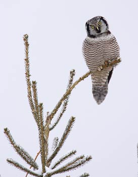 Northern Hawk Owl (Surnia ulula) photo
