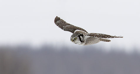 Northern Hawk Owl (Surnia ulula) photo