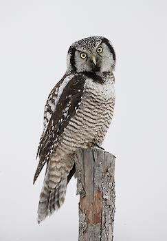 Northern Hawk Owl (Surnia ulula) photo