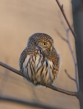 Northern Pygmy-Owl (Glaucidium gnoma) photo