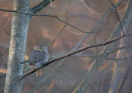 Northern Pygmy-Owl (Glaucidium gnoma) photo