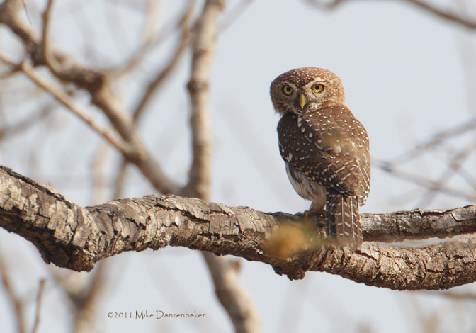 Pearl-spotted Owlet (Glaucidium perlatum) photo