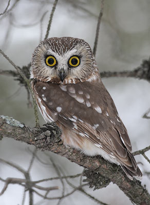 Northern Saw-whet Owl (Aegolius acadicus) photo