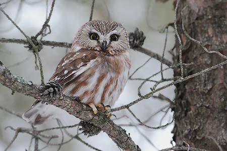 Northern Saw-whet Owl (Aegolius acadicus) photo