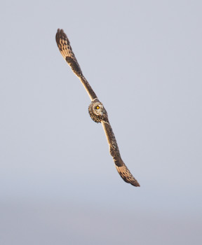 Short-eared Owl (Asio flammeus) photo