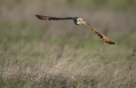 Short-eared Owl (Asio flammeus) photo