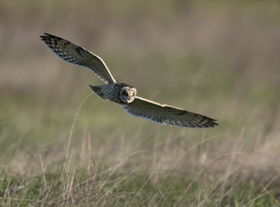 Short-eared Owl (Asio flammeus) photo
