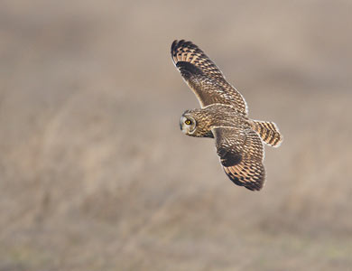 Short-eared Owl (Asio flammeus) photo