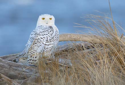 Snowy Owl (Nyctea scandiaca) photo