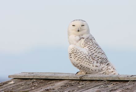 Snowy Owl (Nyctea scandiaca) photo