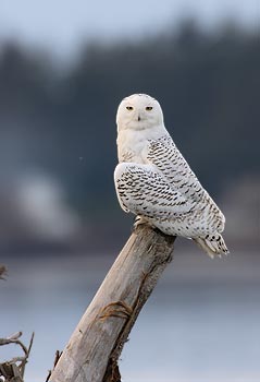 Snowy Owl (Nyctea scandiaca) photo