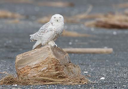 Snowy Owl (Nyctea scandiaca) photo