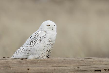 Snowy Owl (Nyctea scandiaca) photo