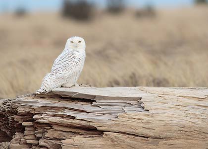 Snowy Owl (Nyctea scandiaca) photo